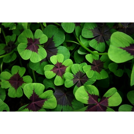 Shamrock Bulbs for Planting - 20 Heathy Bulbs - Lucky Shamrocks to Grow, Great Indoors or Outdoors. Oxalis Iron Cross