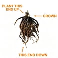 thumbnail image 3 of 4 Mixed Hosta Roots-Low‑Maintenance, Easy‑Grow for Garden Beds,Borders,Plant Pots & Planters, 3 of 5
