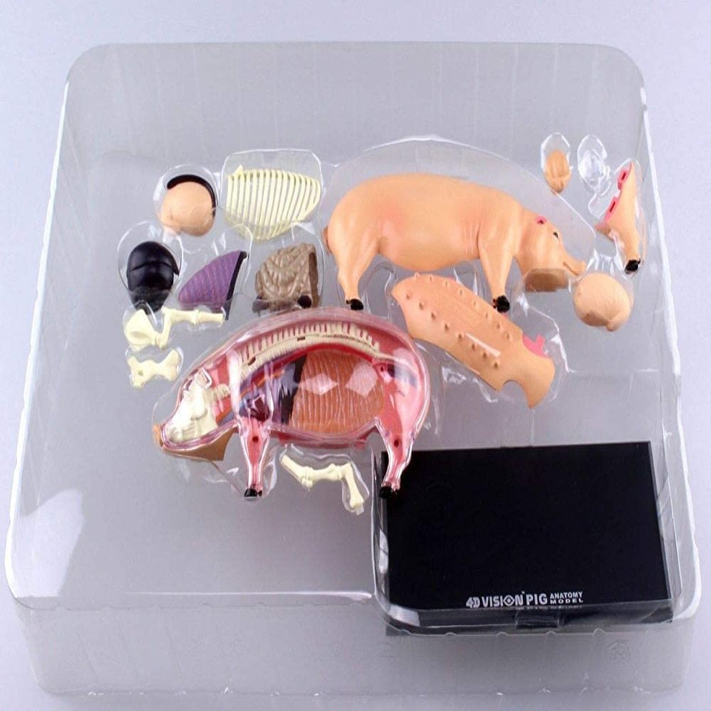 26102 Educational Product NEW TEDCO 4D Vision Pig Anatomy Model 