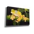 thumbnail image 2 of Epic Graffiti 'Musky Flying Frog' by Barbara Keith, Canvas Wall Art, 26"x18", 2 of 8
