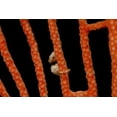 thumbnail image 2 of Shimlock, Jones 32x23 White Modern Wood Framed Museum Art Print Titled - Indonesia, Papua The worlds smallest seahorse, 2 of 4