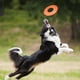 thumbnail image 2 of Disco Volador Nerf Dog Naranja 10 Pulgadas Atómico, 2 of 8