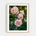 thumbnail image 2 of Portland Rose Garden II - Portland Oregon Photography Floral Flowers Botanical Garden Nature Pastel Summer Unframed Wall Art Print 6 x 8 inches, 2 of 25