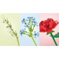 thumbnail image 1 of Kit de construcción de ramo de flores; Un ramo de flores único y un proyecto creativo para adultos, nuevo 2022 Sincero Electrónica, 1 of 5