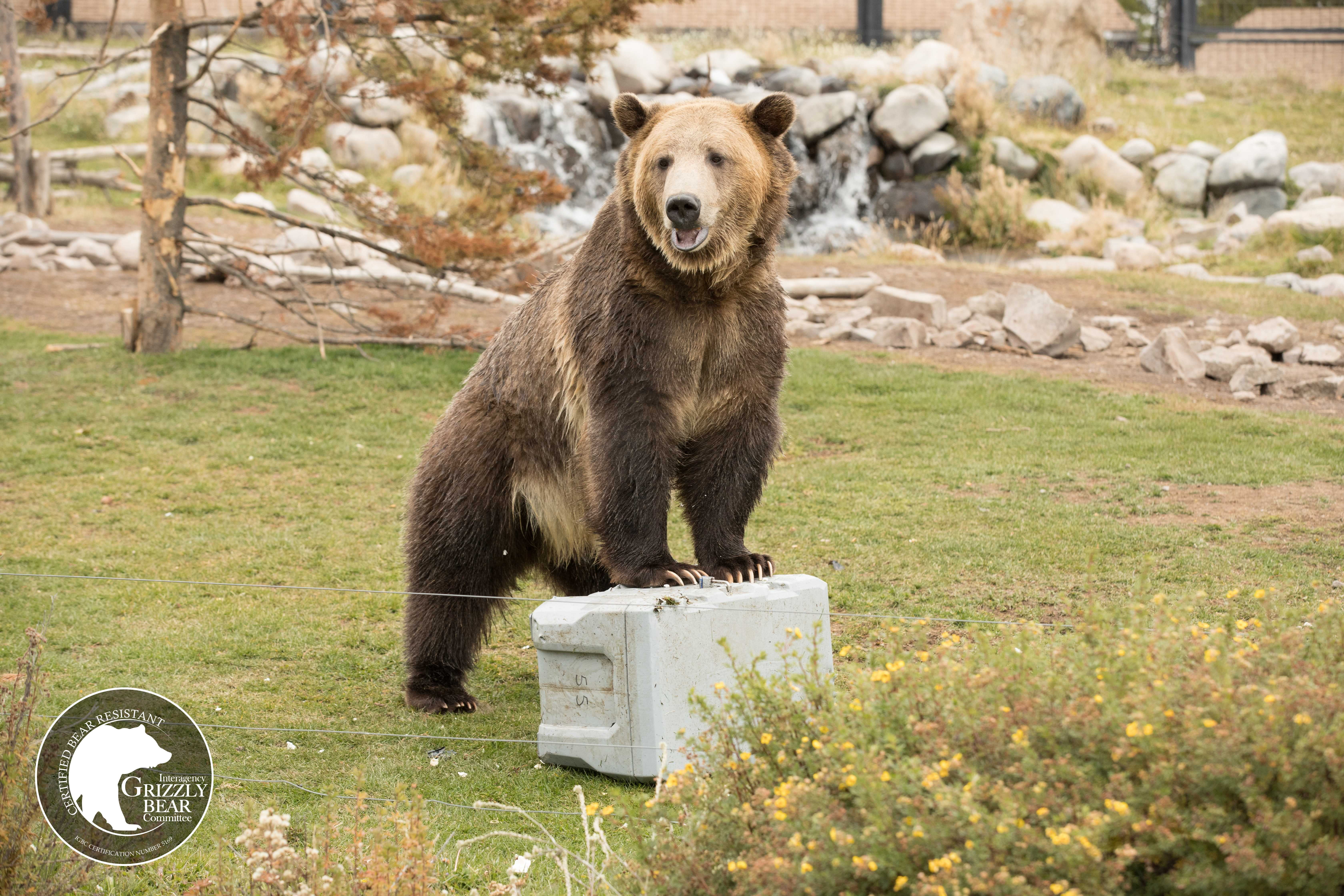 90949 lifetime cooler