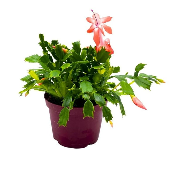 BubbleBlooms Christmas Cactus, 6-inch Holiday Crab Plant, Thanksgiving Seasonal Flowering
