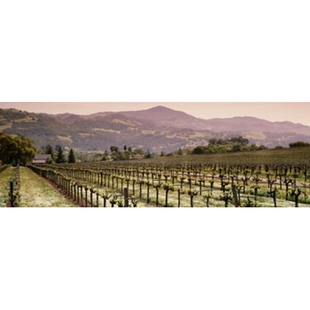 Vineyard on a landscape Asti California USA Stretched Canvas - Panoramic Images (36 x