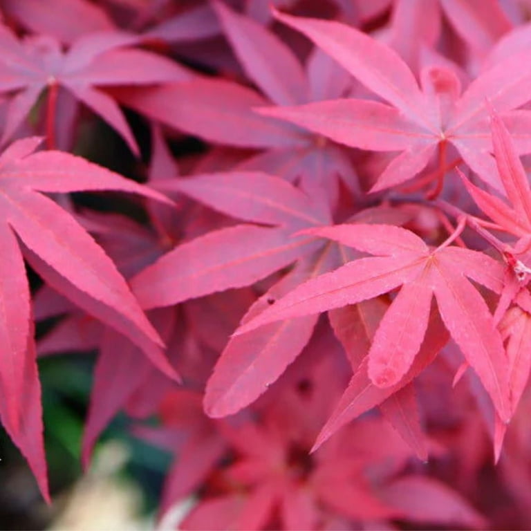 Expert Gardener 2-3 ft tall Twombly's Red Sentinel Japanese Maple