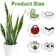 thumbnail image 2 of 6 imanes de plantas con ojos para plantas en maceta, lindos accesorios para plantas de interior, divertidos imanes para plantas, decoración de imanes de plantas, ojos y pines, 2 of 5