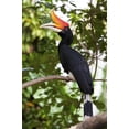 thumbnail image 2 of Rhinoceros Hornbill Wall Mural by Wallmonkeys Peel and Stick Graphic (18 in H x 12 in W) WM243858, 2 of 4
