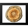 thumbnail image 2 of Lewis, Sheldon 14x12 Black Modern Framed Museum Art Print Titled - Earthy Rings Of Ages 2, 2 of 5