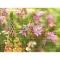 thumbnail image 2 of Frank, Assaf 24x19 Gold Ornate Wood Framed with Double Matting Museum Art Print Titled - Colorful Aquilegia flowers on plants in garden, 2 of 4