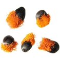 thumbnail image 3 of 10 Seeds of Orange Bird of Paradise Flower fpr Planting - Great Indoor Tropical Plant or Bonsai - Strelitzia Reginae, 3 of 5