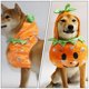 thumbnail image 3 of KAKOWELY Ropa de Halloween para perros y gatos, estilo calabaza, para perros, para fiestas, 3 of 5