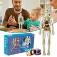 thumbnail image 1 of 3D Human Body Torso Model For Kid Anatomy Model Skeleton New Human Body Model Removable Parts Education Model Educational Science Kit Toy Anatomy Sets For Kids And Teens, 1 of 9