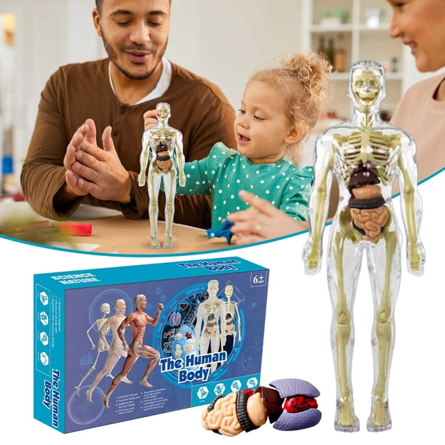 3D Human Body Torso Model For Kid Anatomy Model Skeleton New Human Body Model Removable Parts Education Model Educational Science Kit Toy Anatomy Sets For Kids And Teens