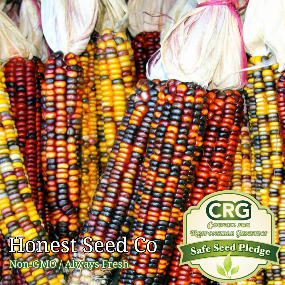 Rare Indian Ornamental Corn Seeds for planting NonGMO Bulk Garden Seeds