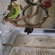 thumbnail image 4 of Posadero para aves Kathson de vid silvestre natural 23 cm, 2 piezas, 4 of 7