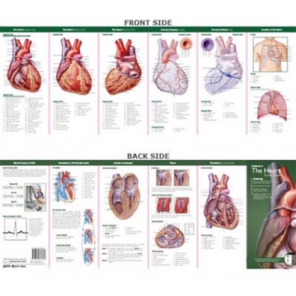 Anatomical Chart Company's Illustrated Pocket Anatomy: Anatomy of The Heart Study Guide (Anatomical Chart Company's Illustrated Pocket Anatomy)