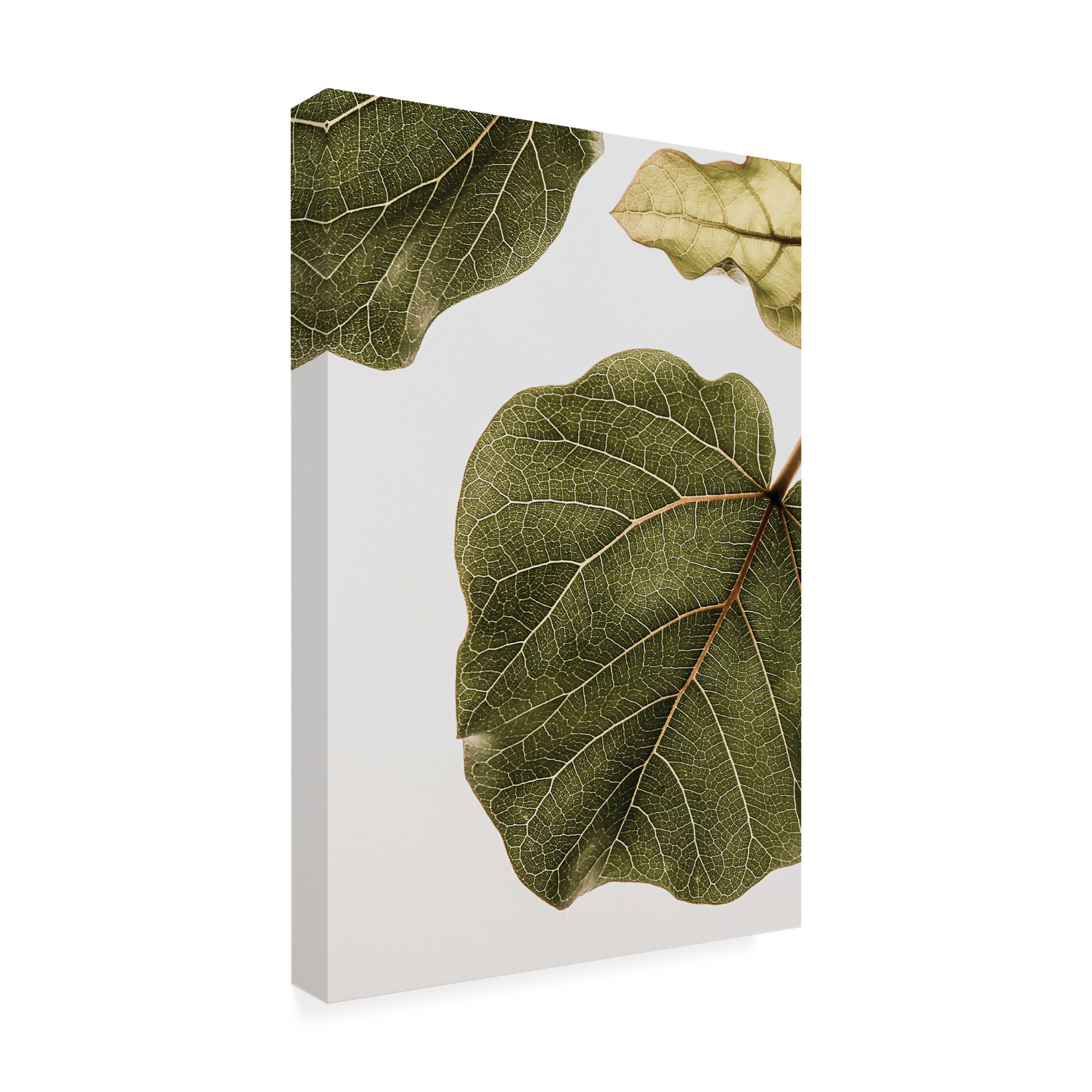 Trademark Fine Art Shot by Clint Abutifolia No2 Canvas Wall Art