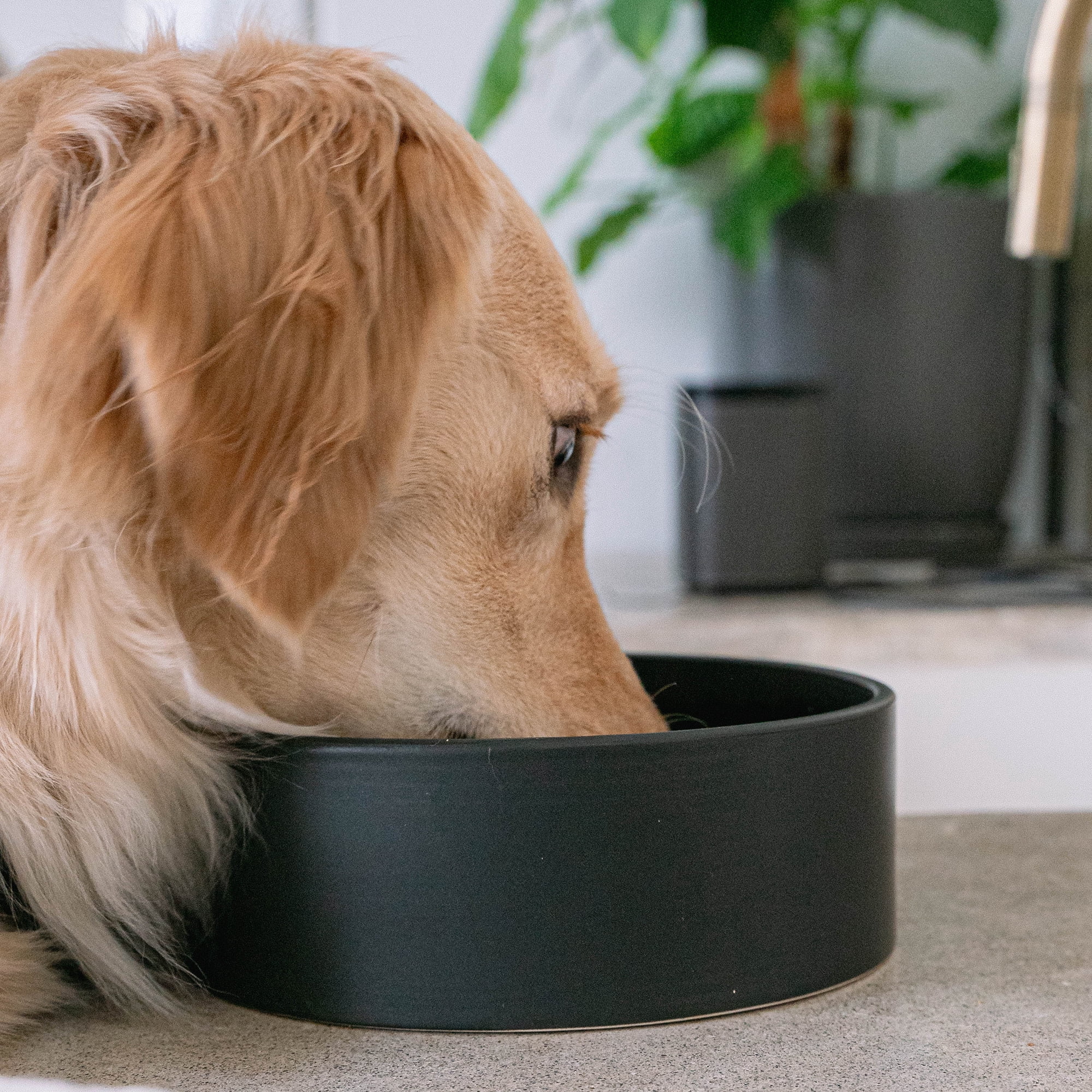 Dexypaws: Ceramic Dog Bowl: Black - 50oz - Stylish & Functional Pet Feeding Dish, Food & Water, Dishwasher Safe, Safe & Non-Toxic, Non-Tip Design
