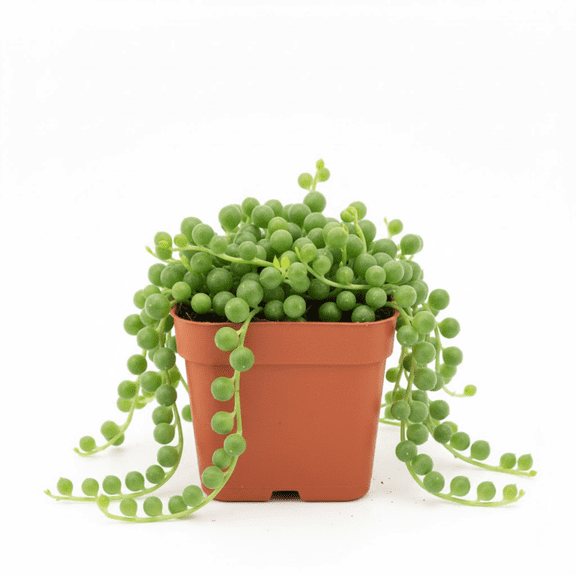String of Pearls Plant, Live Succulent Vine, Houseplant, String of Pearls Live Plant for Home Decoration, 4 Inch Pot