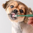 thumbnail image 3 of 4 cepillos de dientes para mascotas, cepillo de dientes de silicona de 360 ​​grados, cuidado dental, limpieza profunda para perros y gatos pequeños, verde y blanco JAMW Sencillez, 3 of 5