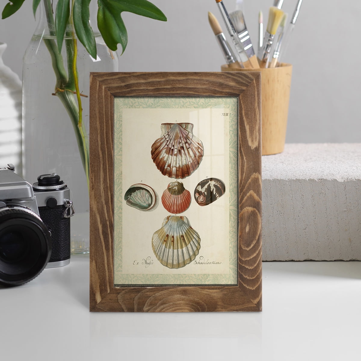 Bookplate Shells III - Framed Print w/glass - Walnut