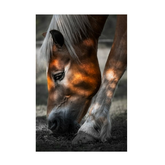 Trademark Fine Art Francis Wilson Filtered Light Canvas Wall Art