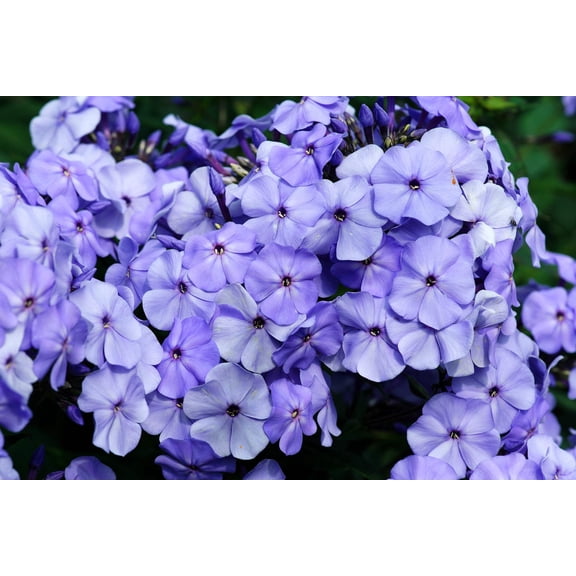 250 Dwarf BEAUTY BLUE PHLOX Drummondii Nana Compacta Fragrant Violet Blue Flower Seeds