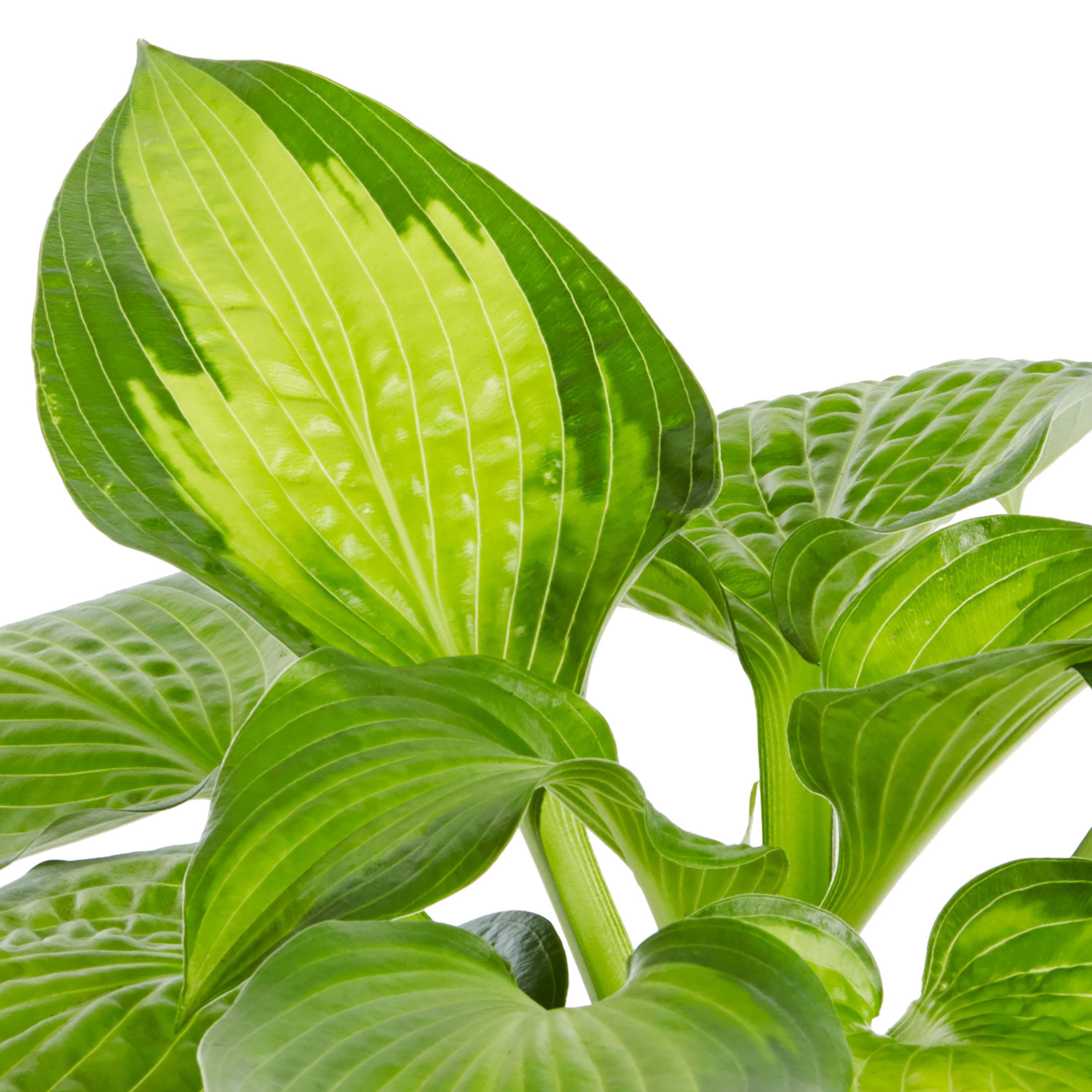 Better Homes & Gardens 1.5G Multicolor Hosta Live Plant Grower Pot Shade