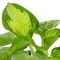 thumbnail image 4 of Better Homes & Gardens 1.5G Multicolor Hosta Live Plant Grower Pot Shade, 4 of 5