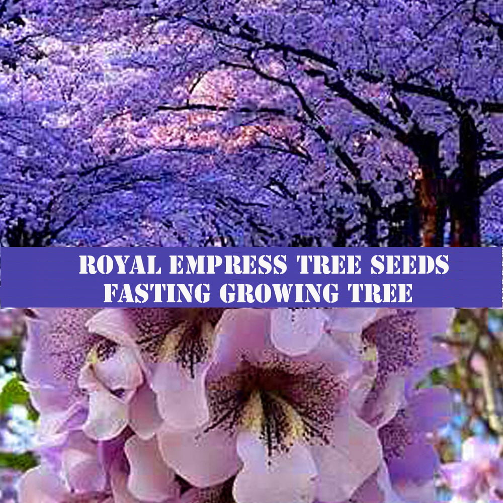 BULK 100 SEEDS *WORLDS FASTEST GROWING TREE *ROYAL EMPRESS TREE PRINCESS TREE 