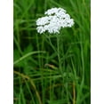 thumbnail image 3 of White Yarrow Wildflower Seeds/Perennial/Full Sun/ 156K Seeds 1 oz/ Zellajake Farm and Garden  - B136, 3 of 5