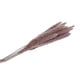 thumbnail image 1 of Ramo Seco Advancent Flores Secas Naturales 15 Piezas, 1 of 6