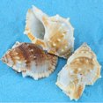 thumbnail image 3 of 7.05oz Décorations Créatives Naturelles pour Aquarium de Plage Coquillages, 3 of 8