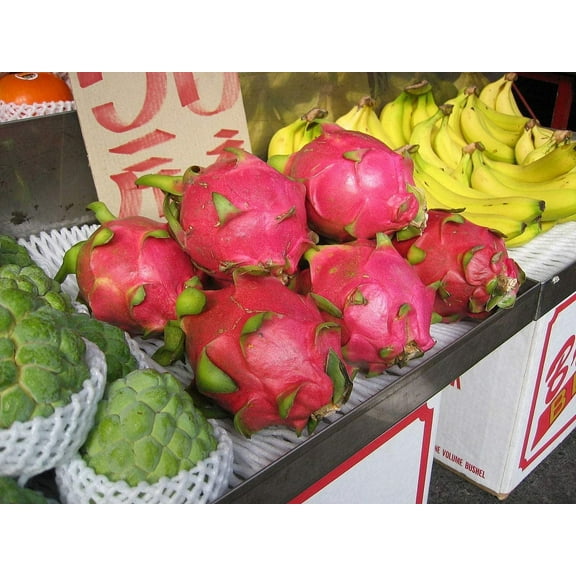 100  Dragonfruit Seeds (Pitaya / Pitahaya / Strawberry Pear) Hylocereus Undatus Cactus Seeds - Grow Dragon Fruit