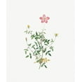 thumbnail image 2 of Redoute, Pierre Joseph 12x13 Gold Ornate Wood Framed with Double Matting Museum Art Print Titled - Single Dwarf China Rose, Rosa indica pumila, flore simplici, 2 of 4
