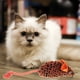 thumbnail image 3 of KAKOWELY Juguete de peluche de ratón, juguete interactivo para gatos y ratones., 3 of 5