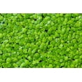 thumbnail image 6 of 500 Duckweed Live Plants - Aquatic Plant Great for Aquarium, Ponds, or Koi Feature, 6 of 7