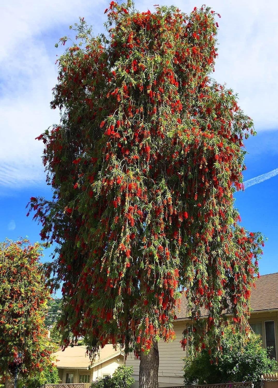 Bottlebrush Red Cluster  3 Live Quart Size Plants  Callistemon citrinus  Perfect for Gardens & Landscaping  Easy to Grow & Low Maintenance Vibrant Shrub