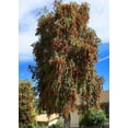 thumbnail image 3 of Bottlebrush Red Cluster  10 Live Quart Size Plants  Callistemon citrinus  Perfect for Gardens & Landscaping  Easy to Grow & Low Maintenance Vibrant Shrub, 3 of 8