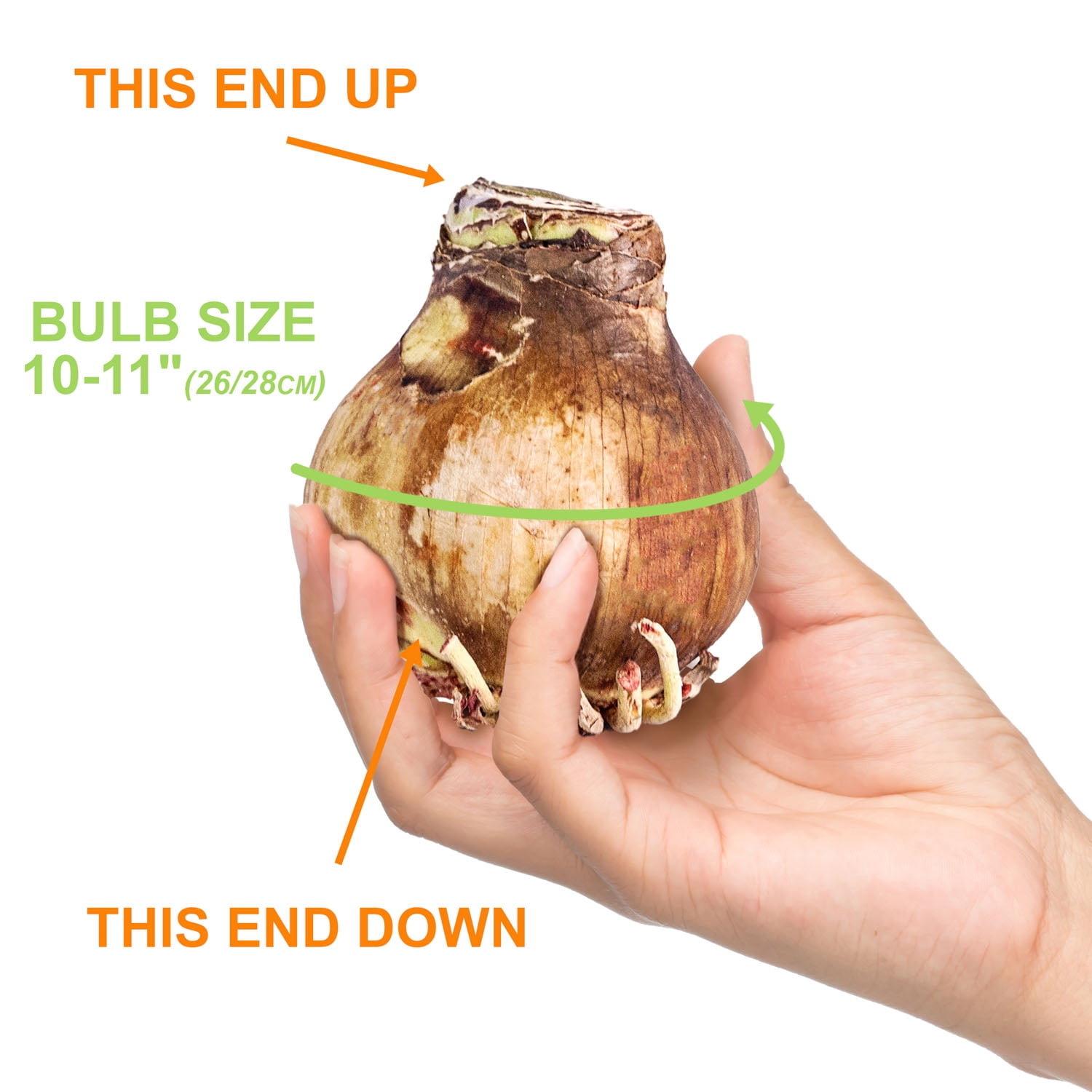 Garden State Bulb Red Double Amaryllis Bulb Gift Kit, 26/28cm (Cream Ceramic Planter)
