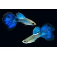 thumbnail image 5 of Premium Guppy Fish Food - Color Enhancing - Promotes Fin Growth...8oz, 5 of 5