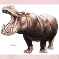 thumbnail image 3 of CafePress - Hippo Hippopotamus (Front) Women's Pink T Shirt - Women's Classic T-Shirt, 3 of 4