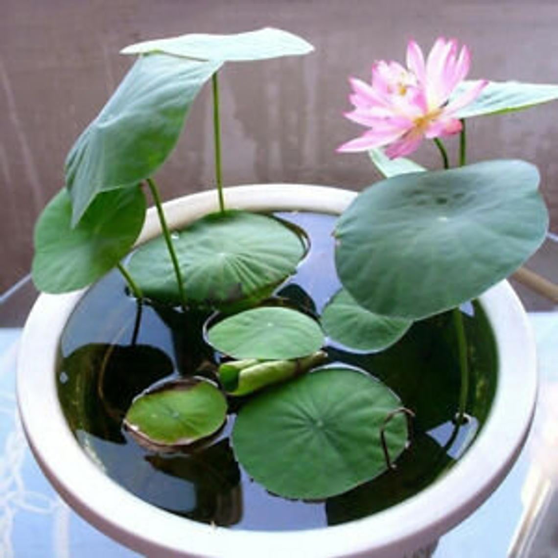 Seeds Lotus Water Lily Plant Bonsai Bowl Hydroponic Aquatic Flower Pot Garden 