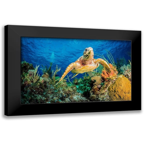 Abadschieff, Jan 14x10 Black Modern Framed Museum Art Print Titled - Hawksbill turtle swimming through Caribbean reef