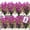 Fuchsia, variant on ZOELNIC 8 Bundles Artificial Flowers Outdoor, Plastic Faux Flowers Plants UV Resistant Greenery Plants Artificial Fake Plants Indoor Outside Home Garden Spring Summer Decor(Fuchsia)