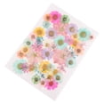 thumbnail image 4 of Hojas Secas Prensadas Naturales Sunnimix 34-40 Piezas Multicolor, 4 of 6