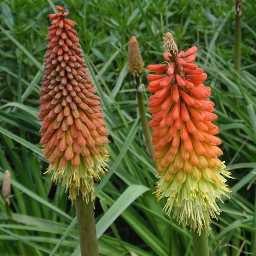 Flamenco Red Hot Poker - Kniphofia - Quart Pot - 1999 All-American ...